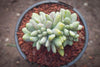 xPachyveria clavifolia f. cristata
