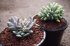 xPachyveria clavifolia f. cristata