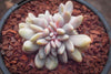 xPachyveria clavifolia f. cristata