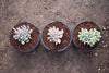 xPachyveria clavifolia f. cristata