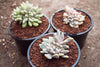 xPachyveria clavifolia f. cristata