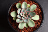 Echeveria 'Pulidonis'