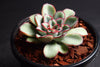 Echeveria 'Pulidonis'