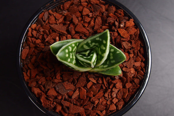 aloe gator succulent Aloe variegata 'Gator' (XS) – LET LOVE GROW (Succulent & Cactus)