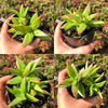 Crassula corymbulosa 'Red Pagoda' (XS)