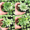 Aeonium castello-paivae f. variegata 'Suncup' (w/pup)(CLEARANCE)