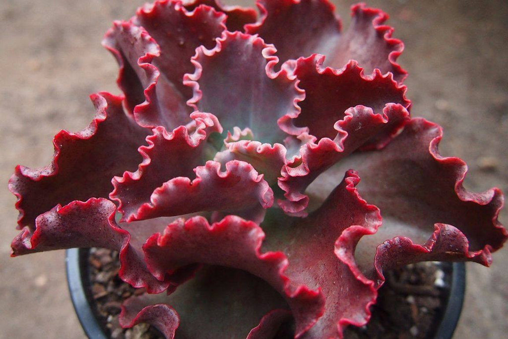 Echeveria 'Dick's Pink'