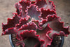 Echeveria 'Dick's Pink'