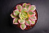 Aeonium arboreum 'Sunburst' (w/pup)