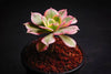 Aeonium arboreum 'Sunburst' (w/pup)