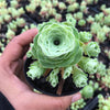 Aeonium aureum aka. Greenovia Aurea (XXS)