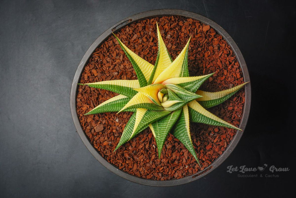 Haworthia limifolia f. variegata