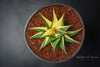 Haworthia limifolia f. variegata