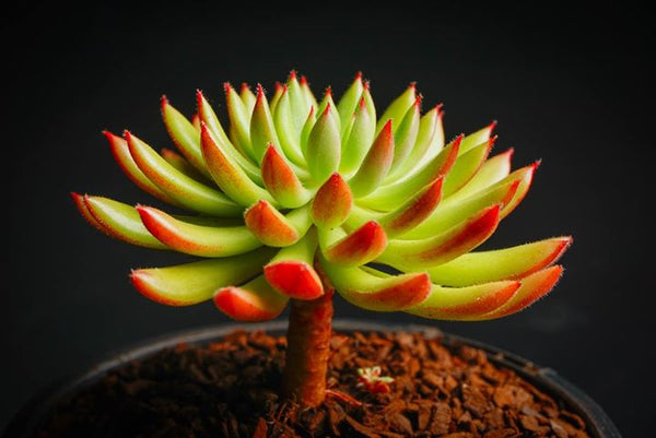 spruce oliver succulent Echeveria 'Spruce Oliver' (1 X CUTTING) – LET LOVE GROW (Succulent & Cactus)