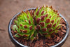 Jovibarba globifera subsp. hirta var. pressiona (w/pups)