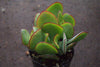 Crassula arborescens ssp. undulatifolia (C. Blue Bird) Jade Plant