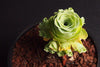 Aeonium aureum aka. Greenovia Aurea (XXS)