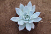 Echeveria colorata 'Mexican Giant'