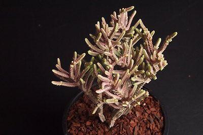Crassula muscosa f. variegata (XS)(bit of root) – LET LOVE GROW (Succulent  & Cactus)
