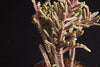 Crassula muscosa f. variegata (XS)(bit of root)