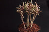 Crassula muscosa f. variegata (XS)(bit of root)