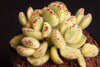 Cotyledon Tomentosa 'Bear's Paws' variegata (WHITE)(XS)