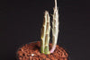 Senecio stapeliaeformis v. minor (RED FLOWER)