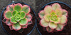 Aeonium decorum f. variegata (aka. Aeonium 'Kiwi' )(PLANT)