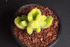 Cotyledon Tomentosa 'Bear's Paws' variegata (Y)