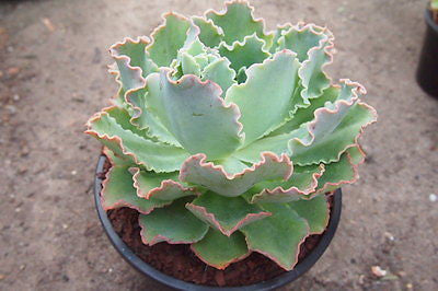 blue wave succulent Echeveria 'Blue Waves' – LET LOVE GROW (Succulent & Cactus)