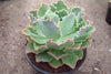 Echeveria 'Blue Waves'