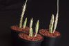 Senecio stapeliaeformis v. minor (RED FLOWER)