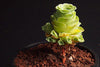 Aeonium aureum aka. Greenovia Aurea (XXS)