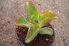 Echeveria 'Dick's Pink'
