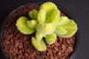 Cotyledon Tomentosa 'Bear's Paws' variegata (Y)