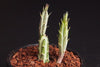Senecio stapeliaeformis v. minor (RED FLOWER)