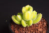 Cotyledon Tomentosa 'Bear's Paws' variegata (Y)