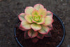 Aeonium decorum f. variegata (aka. Aeonium 'Kiwi' )(PLANT)