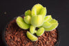 Cotyledon Tomentosa 'Bear's Paws' variegata (Y)