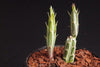 Senecio stapeliaeformis v. minor (RED FLOWER)