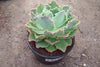 Echeveria 'Blue Waves'