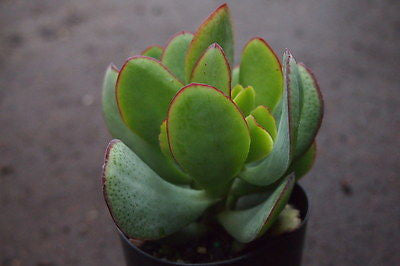 Crassula arborescens ssp. undulatifolia (C. Blue Bird) Jade Plant