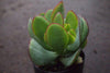 Crassula arborescens ssp. undulatifolia (C. Blue Bird) Jade Plant