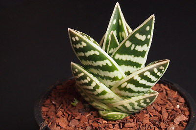 Aloe variegata 'Gator' (XS) – LET LOVE GROW (Succulent & Cactus)