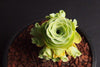 Aeonium aureum aka. Greenovia Aurea (XXS)