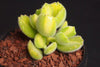 Cotyledon Tomentosa 'Bear's Paws' variegata (Y)