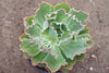 Echeveria 'Blue Waves'