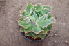 Echeveria 'Blue Waves'