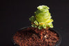Aeonium aureum aka. Greenovia Aurea (XXS)