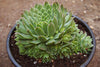Sempervivum 'Atlanticum' (CLUSTER)